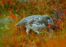 3 Kiiruna_Rock Ptarmigan * ASCII * 608 x 433 * (290KB)